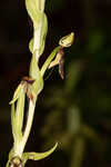Longhorn bog orchid